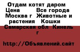 Отдам котят даром › Цена ­ 10 - Все города, Москва г. Животные и растения » Кошки   . Самарская обл.,Кинель г.